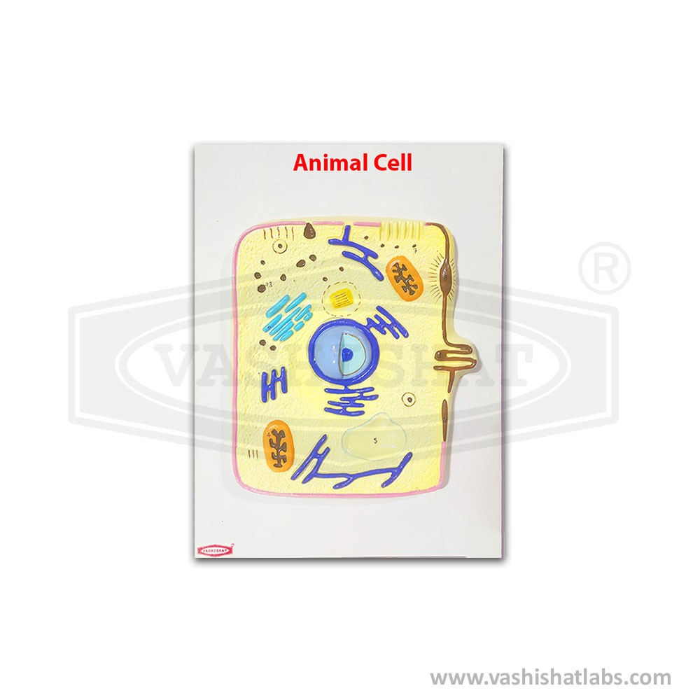 Animal Cell Model